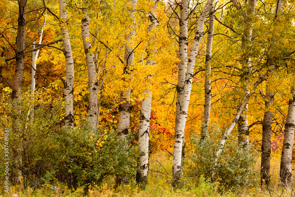 Obraz premium Birch trees with their white trunks contrast with the changing colors of the vegetation in the background within the Pike Lake Unit, Kettle Moraine State Forest, Hartford, Wisconsin in early October