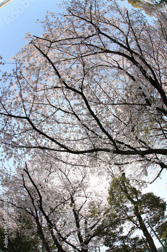 校舎と桜