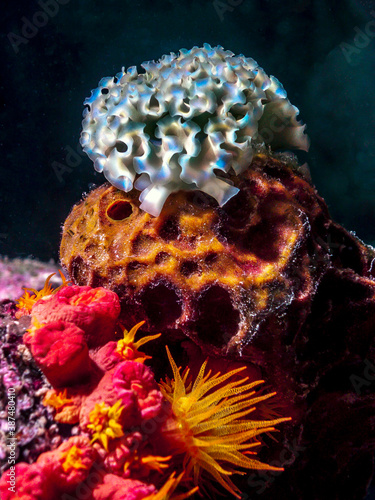 Elysia crispata,lettuce sea slug, photo