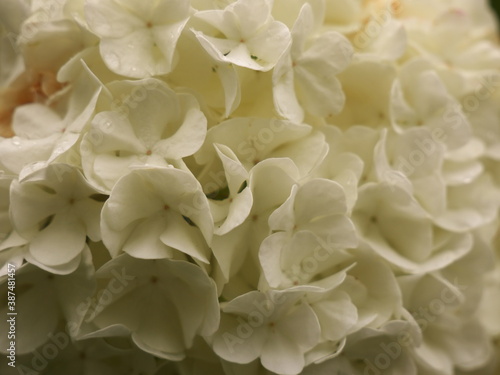Nature background with a close-up on white spring flower petals