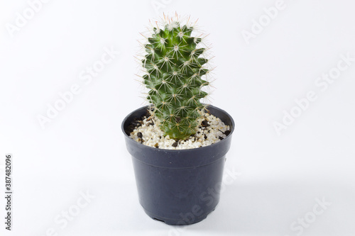 Cactus with thorns in a pot on a white background