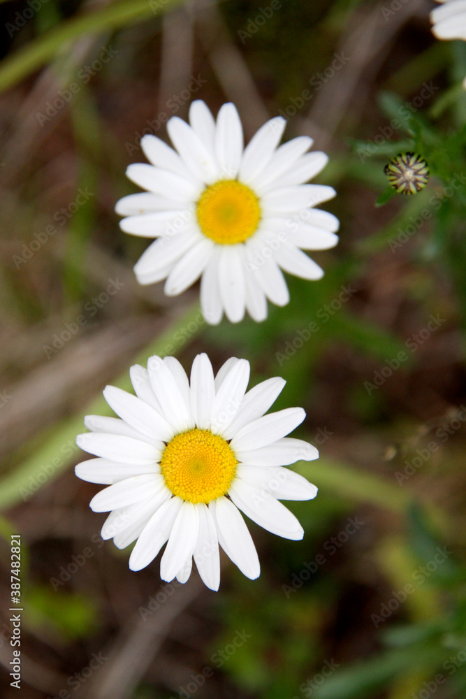 Fototapeta premium 花