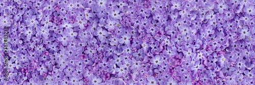 Purple lilac beautiful delicate spring flowers background 