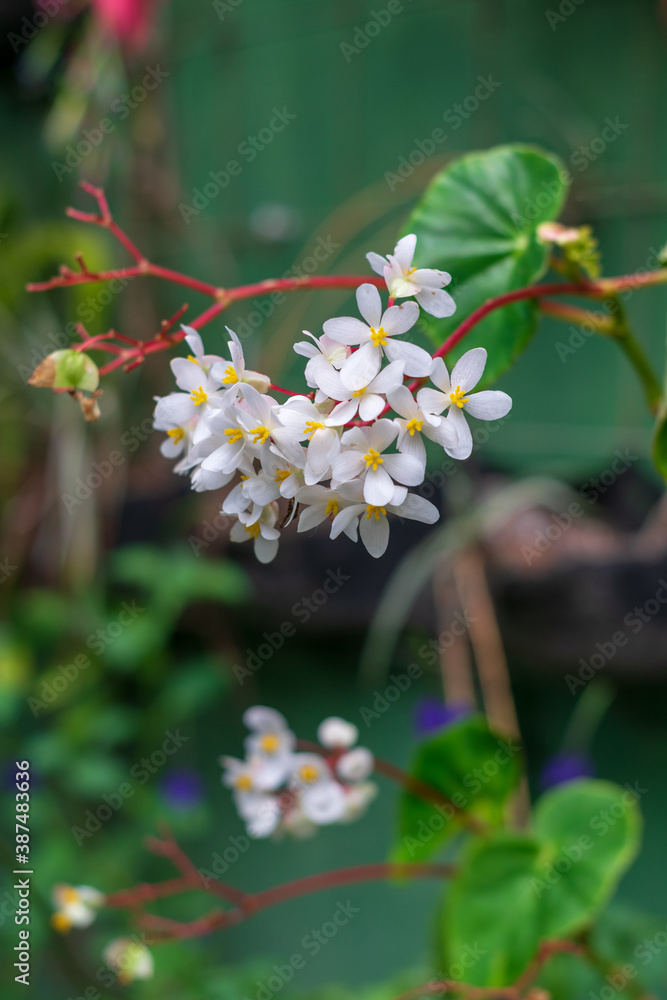 Flores blancas Flores blancas