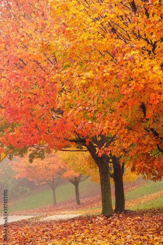 Autumn fall background, selective focus