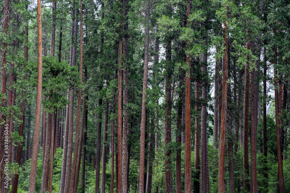 Fototapeta premium A wall of redwood trees at Yosemite national park