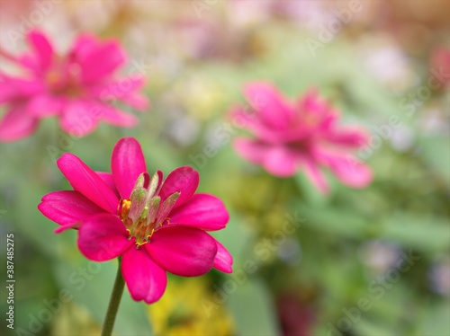 Closeup pink petals of red Zinnia angustifolia flower plants in garden with green blurred background ,macro image ,sweet color for card design