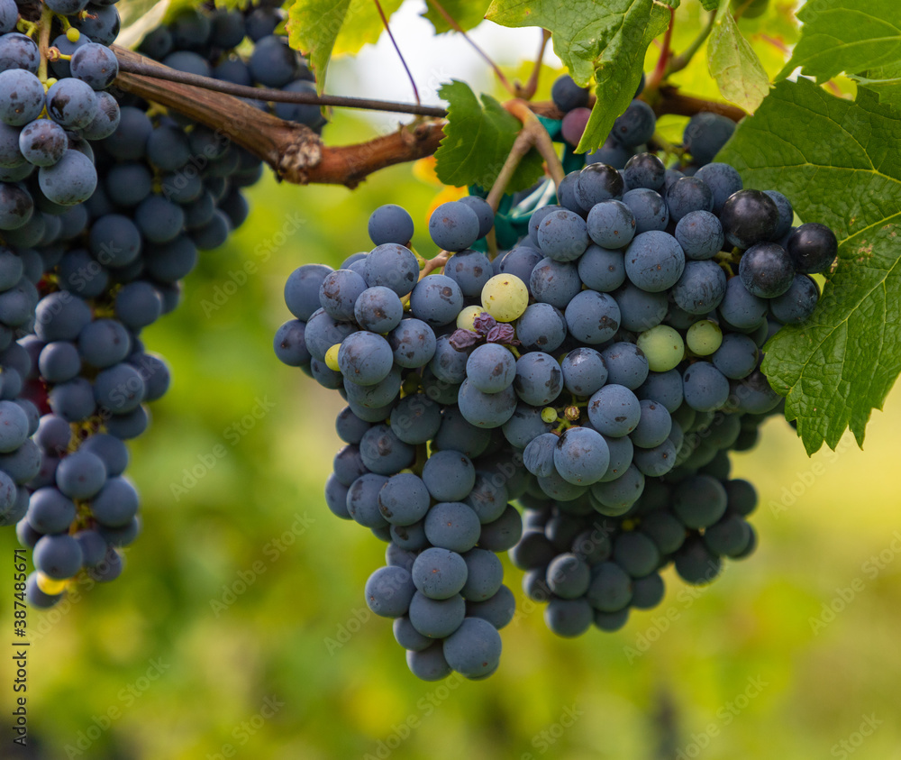 Fototapeta premium Grapes on a Vineyard