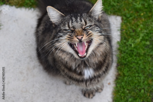 Siberian Forest cat yawning It is large breed with muscular build and barrel shaped torso The coat is long and dense and the head is modified wedge shape with rounded contours and very expressive eyes photo