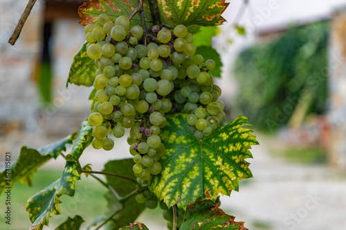 Grapes in a Vineyard