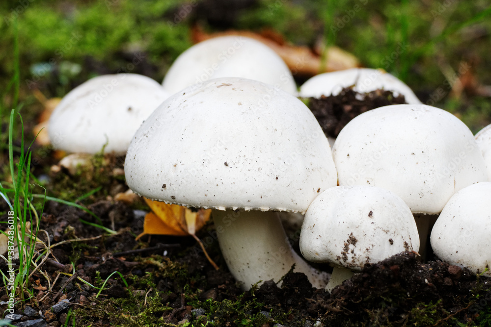 Agaricus mushrooms on a meadow in autumn Agaricus mushrooms on a meadow in autumn