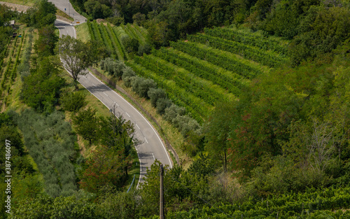 Obraz na płótnie Goriška Brda Vineyards