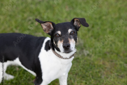 Colour image of an old female Jack Russel terrier looking into camera