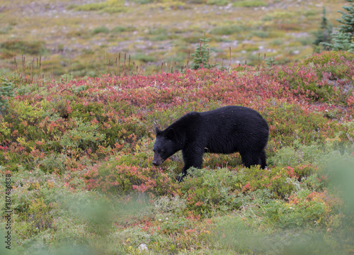 Black Bear photo