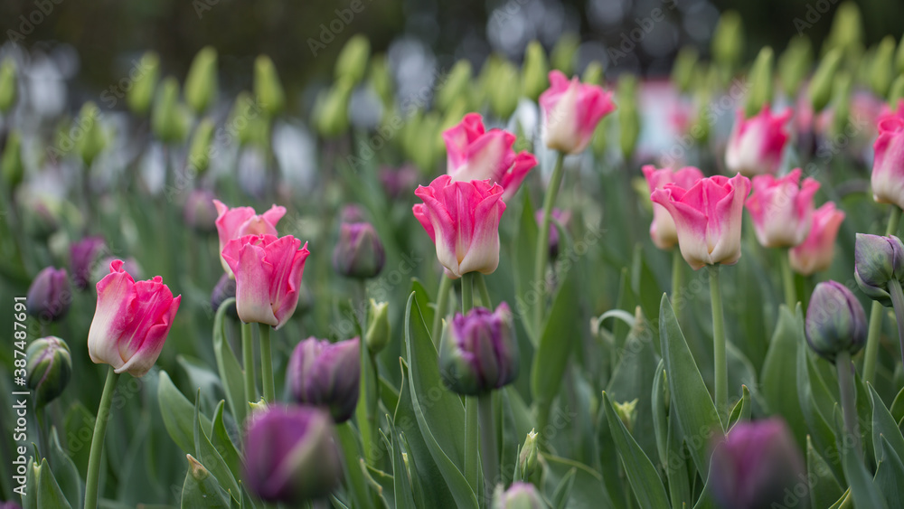 Tulips Tulips