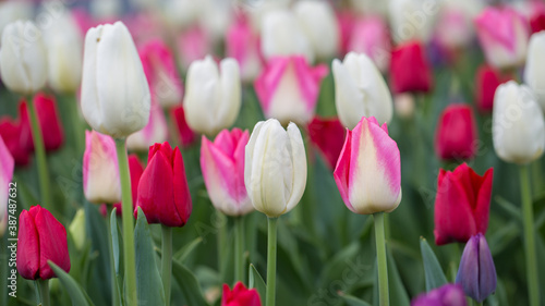 Tulips