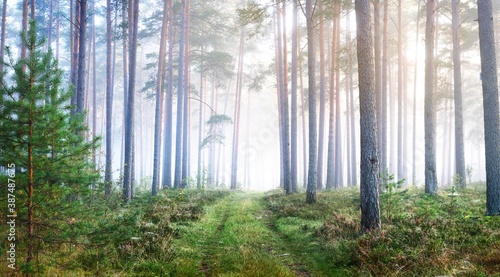 Picturesque panoramic scenery of the evergreen forest in a fog. Sunrise. Pine, fir trees, fern, plants close-up. Idyllic autumn scene. Atmospheric landscape. Environmental conservation, reforestation photo