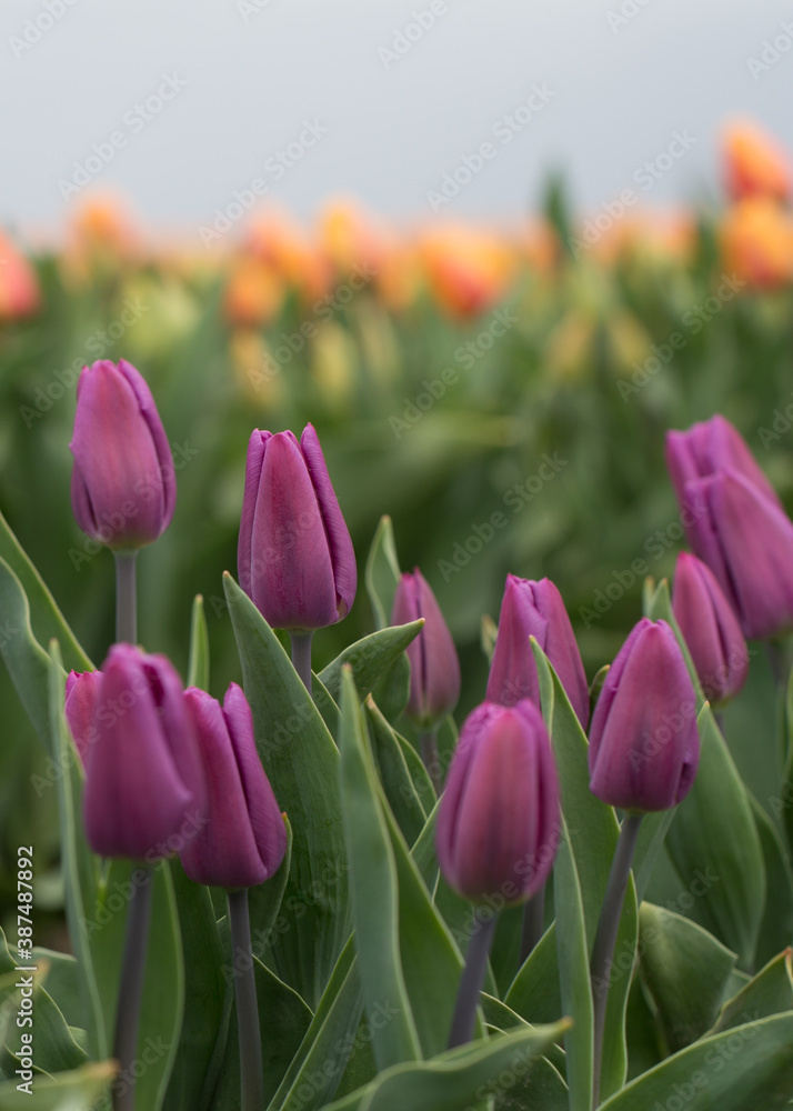 Tulips