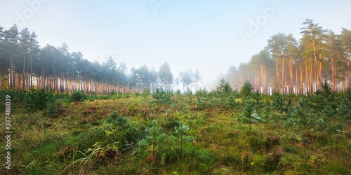 Picturesque panoramic scenery of the evergreen forest in a fog. Sunrise. Pine, fir trees, fern, plants close-up. Idyllic autumn scene. Atmospheric landscape. Environmental conservation, reforestation photo