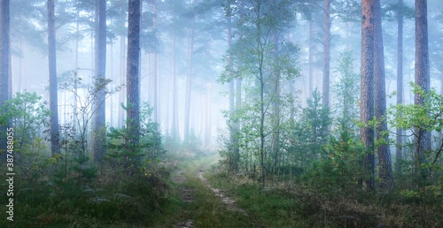 Pathway through the evergreen forest in a mysterious morning fog, natural tunnel of the fir and pine trees. Idyllic autumn scene. Pure nature, ecology, seasons. Atmospheric landscape. Panoramic view photo