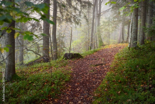 Pathway through the forest in a mysterious morning fog, natural tunnel of the colorful trees, soft light. Idyllic autumn scene. Pure nature, ecology, seasons. Atmospheric landscape. Sigulda, Latvia; photo