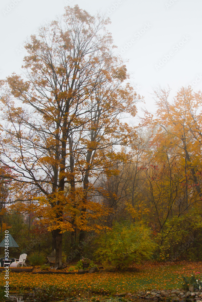 autumn in the forest