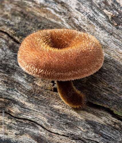 Panus fasciatus (Hairy Trumpet) growing on a fallen log - one of the few really hairy agaric fungi - NSW, Australia photo
