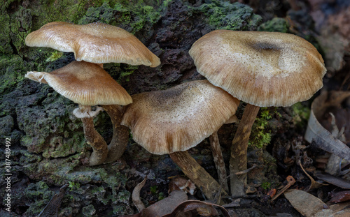 Armillaria ostoyae (Dark Honey Fungus) growing on a fallen log - caps to 70mm - NSW, Australia