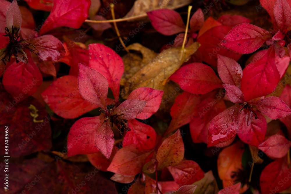 red autumn leaves red autumn leaves