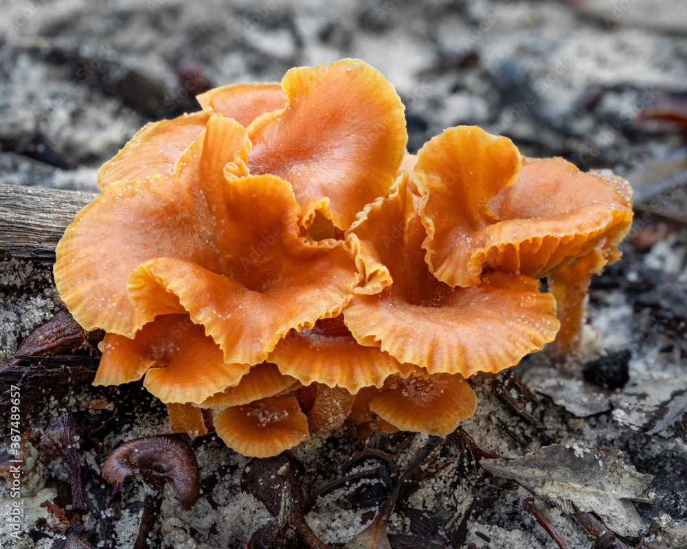 Close-up of Laccaria sp fungi - NSW, Australia Close-up of Laccaria sp fungi - NSW, Australia