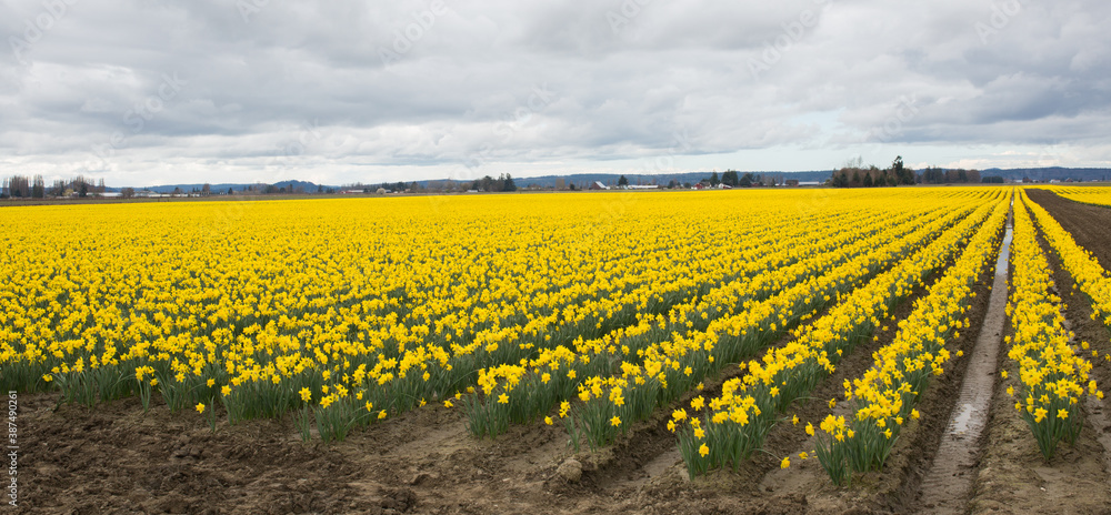 Obraz premium Daffodils in Skagit Valley, WA