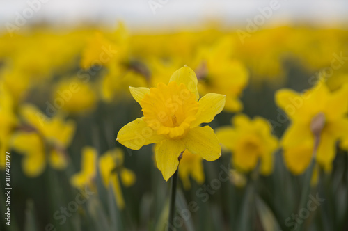 Daffodils in Skagit Valley, WA