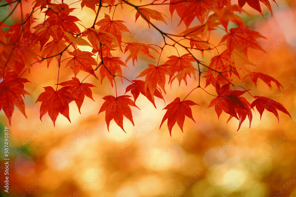 紅葉 紅葉
