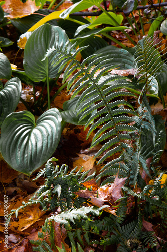 leaves and fern in the garden