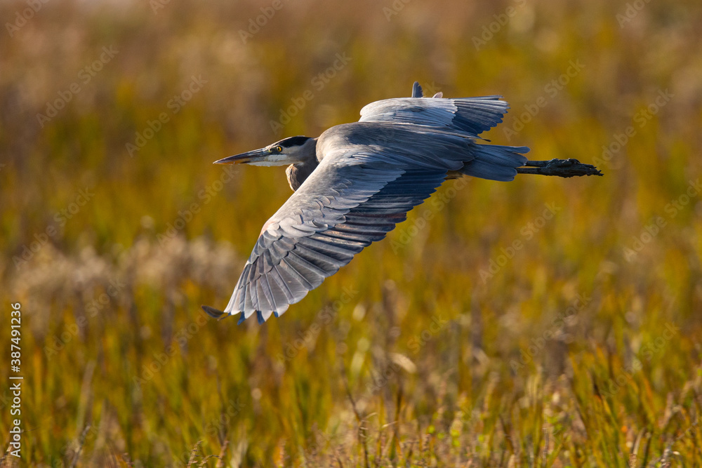 Great blue heron flying in the wild in North California at sunset Great blue heron flying in the wild in North California at sunset