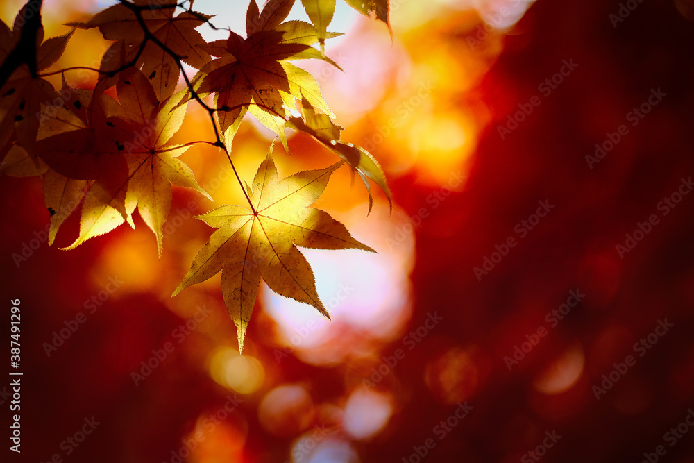 紅葉 紅葉