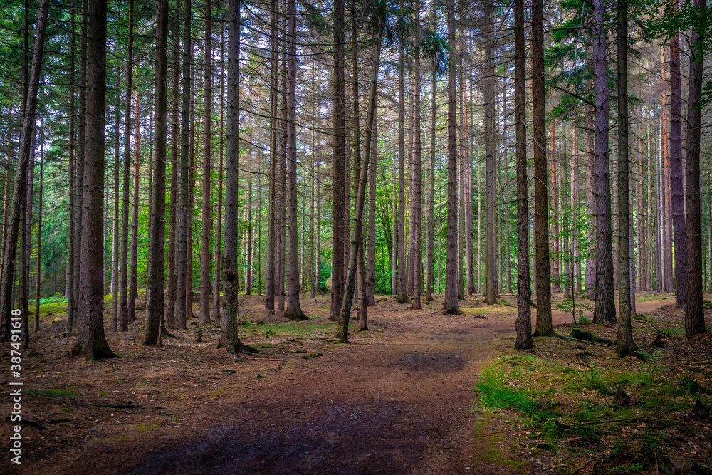 Forest Path in Bohemian Switzerland, Czechia Forest Path in Bohemian Switzerland, Czechia