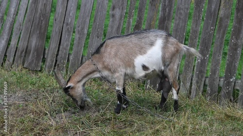 Goat on the meadow