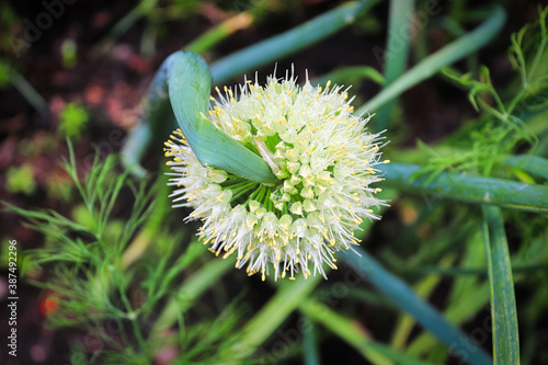 The top view of a twisted onion inflorescene photo