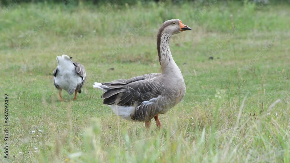 Geese of of on a pasture on a green meadow Geese of of on a pasture on a green meadow