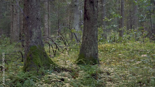 Wallpaper Mural The look of the big trees in the middle of the forest Torontodigital.ca