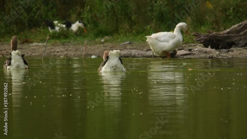 Ducks and geese on a reservoir