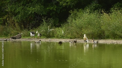 Musky ducks, ducks and geese on a reservoir