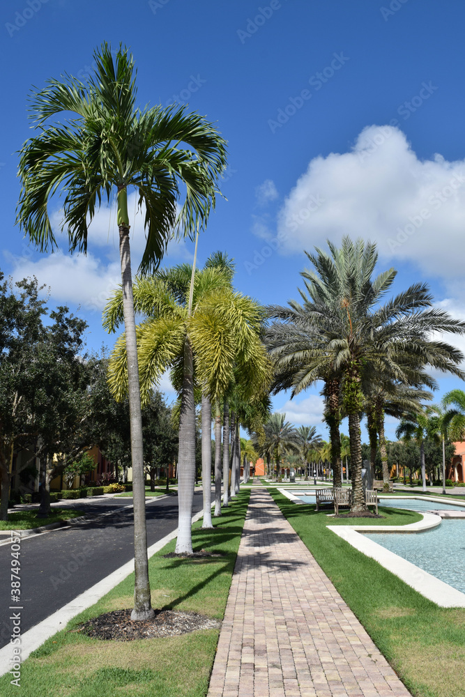 Palm Trees Lining a Sidewalk in Florida