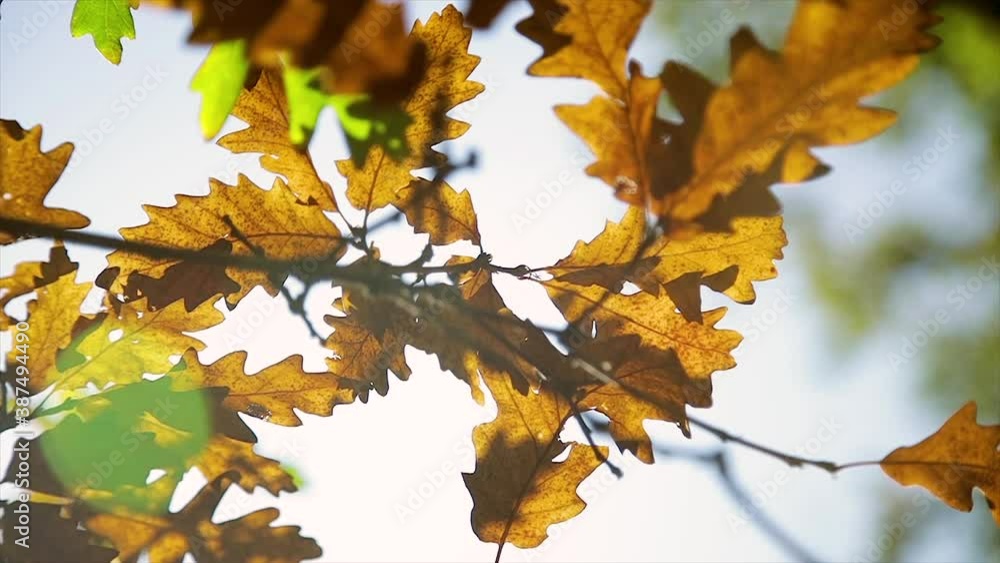 slow motion of beautiful fall leaves swaying in the autumn sun slow motion of beautiful fall leaves swaying in the autumn sun