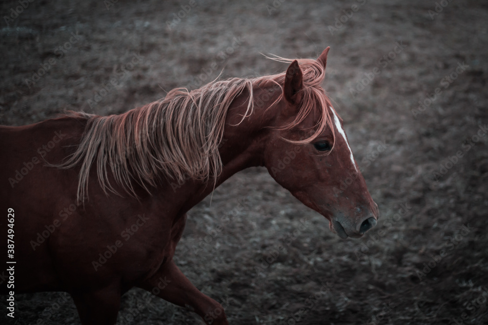 Obraz premium Wild horse in a charro arena in Mexico