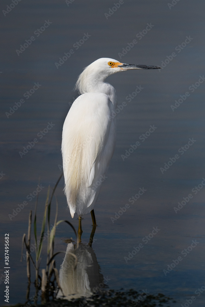 Great Egret resting in a pond with reeds in Northern California Great Egret resting in a pond with reeds in Northern California