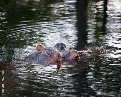 Hippopotamus animal stock photos.  Hippopotamus head close-up profile view of head.