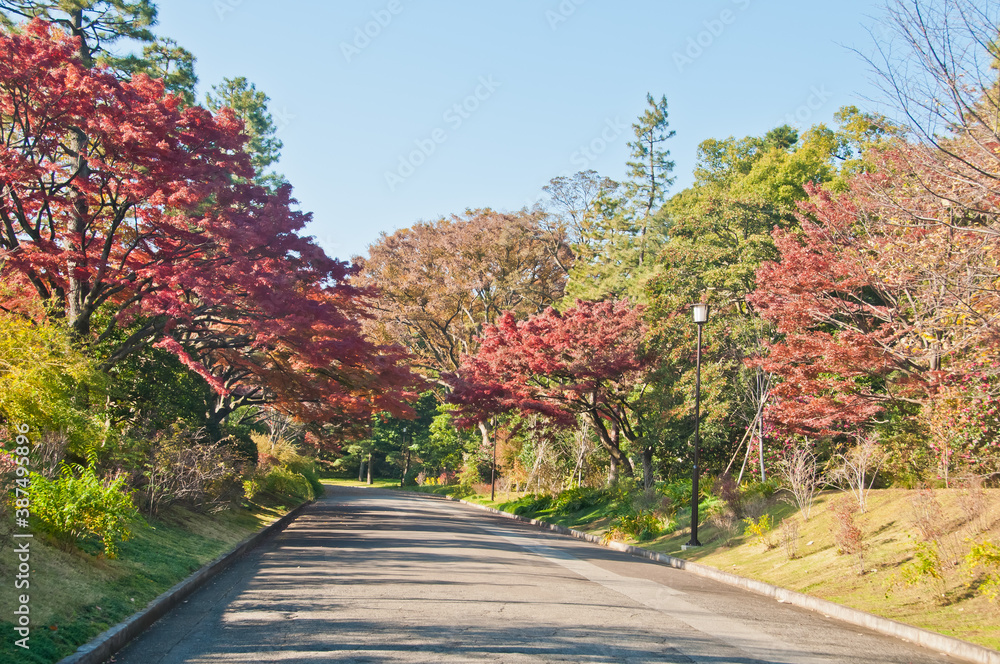 Naklejka premium Foliage Autumn leaves in red orange yellow and green colour on a sunny day with a long empty road in Tokyo Japan