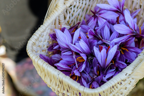 Harvest season of purple flowers saffron. photo